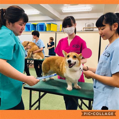 【動物看護師専攻】大型犬の保定に挑戦 【スタッフブログ】eco日記｜名古屋eco動物海洋専門学校