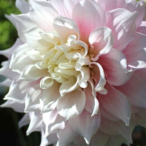 Dahlia Gitts Perfection In The Dahlias Database