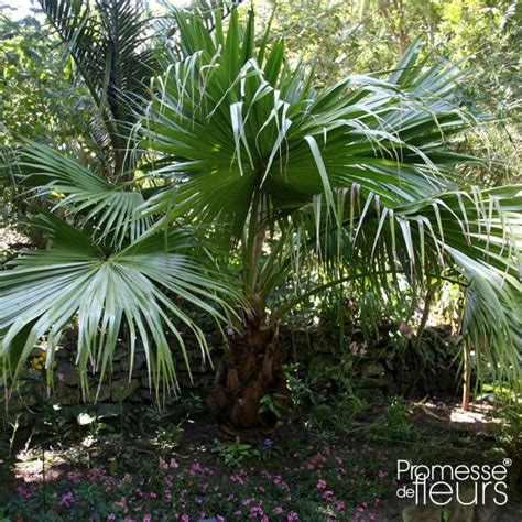 Livistona Chinensis Palmier Ventail Japonais Un Latanier L Gant