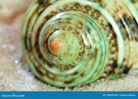 Close-up of Colorful House of a Turban Snail Stock Photo - Image of colorful, close: 128954194