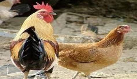 8 Cara Budidaya Ayam Kampung Modal Kecil Untuk Pemula