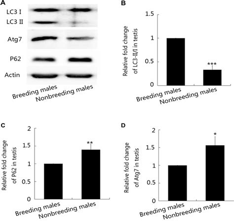 Western Blot Analysis Of Autophagy Levels In Breeding And Nonbreeding Download Scientific