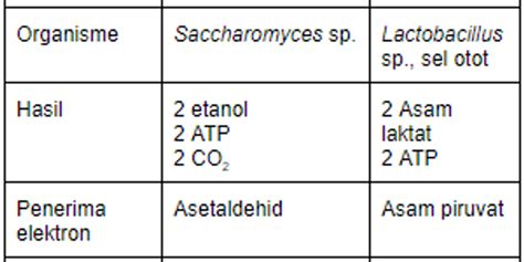 Top Tabel Perbedaan Fermentasi Alkohol Dan Fermentasi Asam Laktat