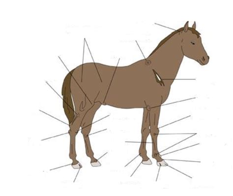 More Horse Anatomy Diagram Quizlet