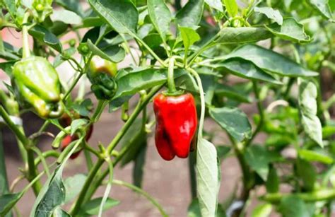 Peperoncini Guida Pratica Alla Coltivazione Belli E Buoni