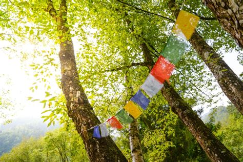 China Green Color Ben Hadad Tree Zhongdian Religious K Forest