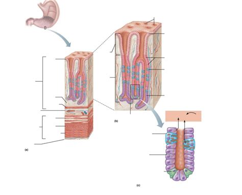 Lab Exam 2 BIO 205 Pt 30 Diagram Quizlet