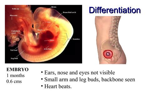 Human embryonic development | PPT