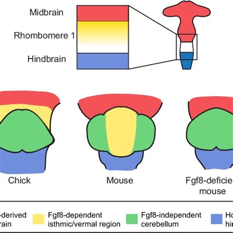 (PDF) Development of the cerebellum: Simple steps to make a ‘little brain’