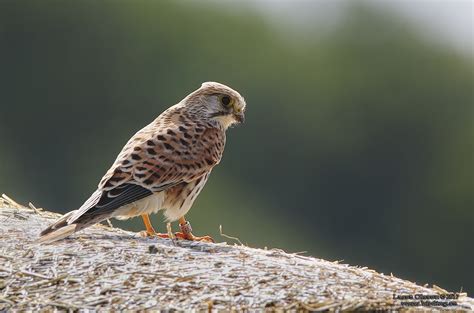 Tornfalk Common Kestrel Falco Tinnunculus