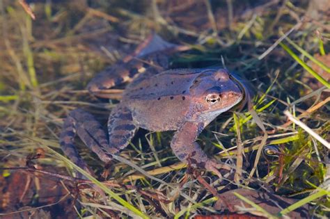 Premium Photo European Common Frog Rana Temporaria