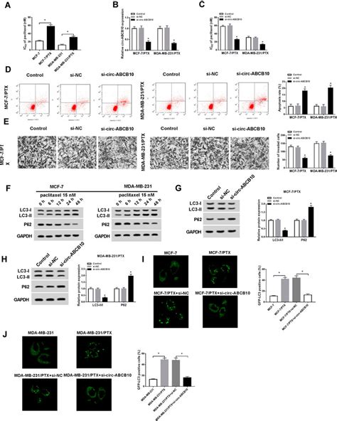 Circ ABCB10 Contributes To PTX Resistance Of BC Cells A The IC 50 Of