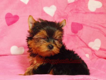 PuppyLandLA.com, Yorkies, Maltese, Breeders, teacup yorkie, teacup maltese, Pet Shop