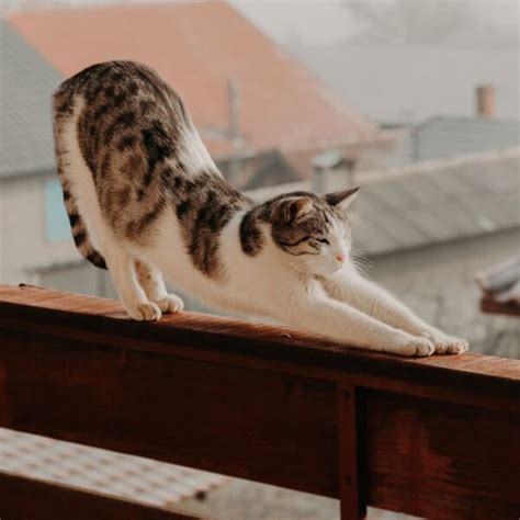 Why Cats Stretch Cat Yoga The Tiniest Tiger