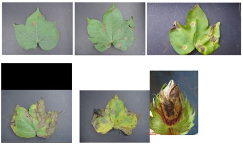 Manejo Integrado Da Mancha Alvo Em Algod O Revista Cultivar