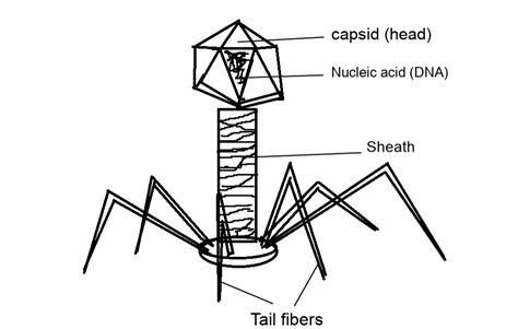 Complete The Illustration Of A T4 Bacteriophage By Labeling Quizlet