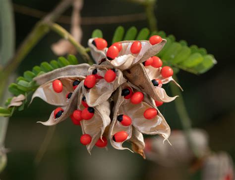 Rosary Pea Abrus Precatorius · Inaturalist