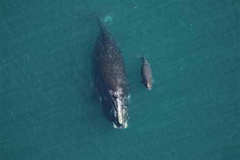 Newborn Right Whale Calf Swimming With Its Mom Pictured Off Georgia ...