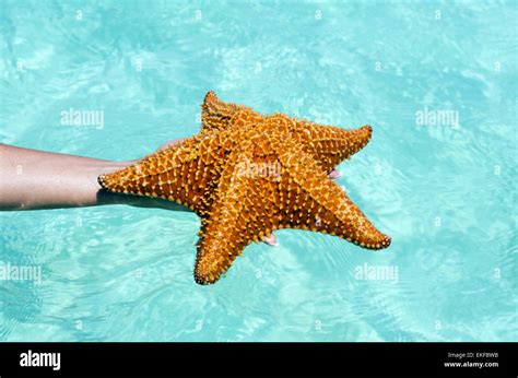 Starfish Wallpaper Hi Res Stock Photography And Images Alamy