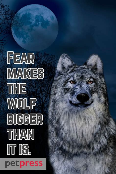 100+ Best Badass Wolf Quotes to Awaken Your Inner Beast - PetPress