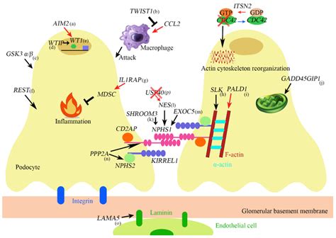 A Aim Promotes Podocyte Differentiation And Suppresses Proliferation