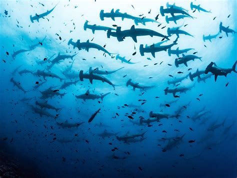 School Of Scalloped Hammerhead Sharks In The Galapagos Islands Sharks