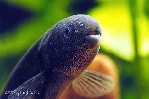 Elephant Fish The Definite Guide For Elephant Fishes Mormyridae