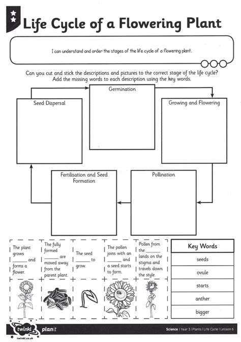 Free 3rd Grade Worksheets On Flowering Plant Life Cycle