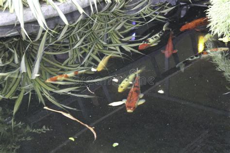 carf fish stock image image  maneuver competition