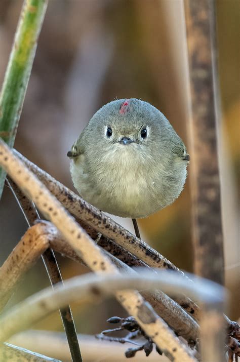 Anunciados Os Finalistas Dos Comedy Wildlife Photography Awards 2021 Wilder