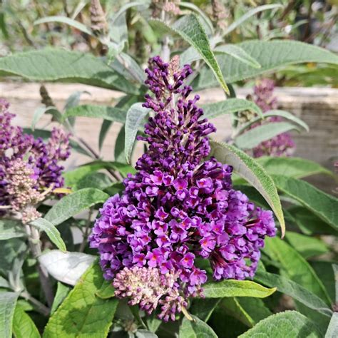 Dværg Sommerfuglebusk Little Lila 15 40 Cm Buddleja Davidii Butterfly Candy Little Lila