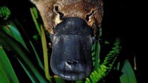 Can You Own A Pet Platypus? 7 Reasons Against Platypuses As Pets!