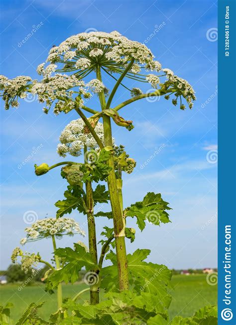 Mala Hierba Gigante Floreciente Venenosa Hogweed Foto De Archivo