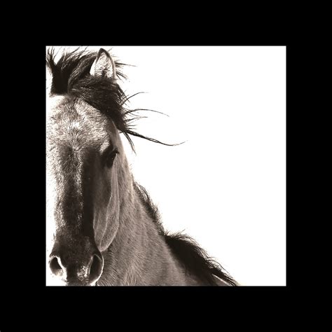 Horse Photography Horse Canvas Wall Art Horse Canvas Home Decor Horse ...