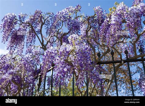 Blue Purple Flowering Wisteria Sinensis Tree Is Climbing A Metal Fence