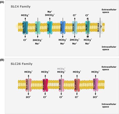 Principal Families Of Bicarbonate Transporters A Members Of Solute