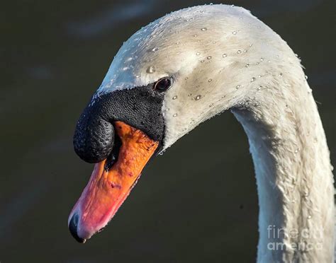 Male Swan Photograph By Frank Parisi Fine Art America