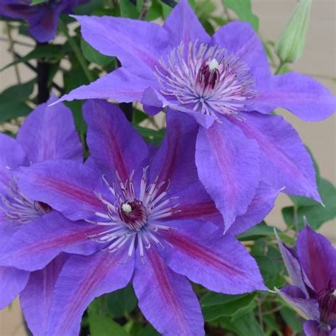 Boulevard® Nubia Clematis Plant Addicts