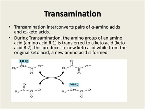 Amino acid catabolism- Part-1