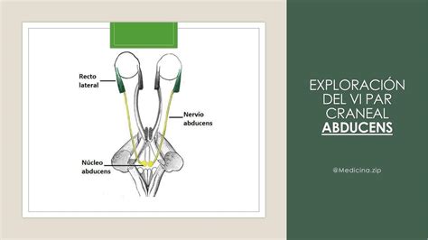 Exploración del nervio Abducens Pares craneales Medicina zip uDocz