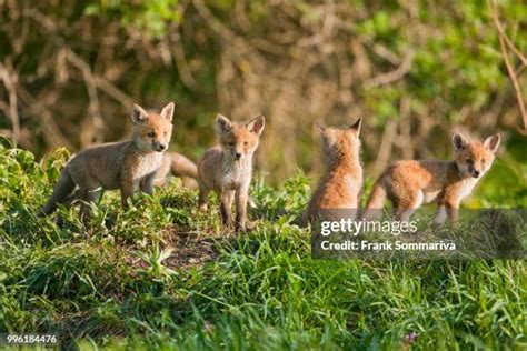 1,076 Fox Puppy Stock Photos, High-Res Pictures, and Images - Getty Images