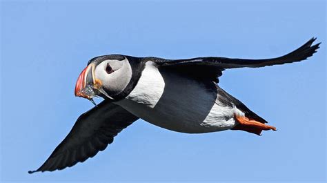 Puffin Hunting In Iceland Gives A Unique Insight Into Climate Effects — JONAA, Journal of the ...