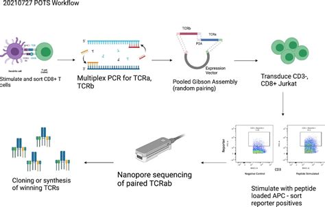 192 Pooled T Cell Receptor Screening Pots Provides Unbiased High Throughput Method For Tcr