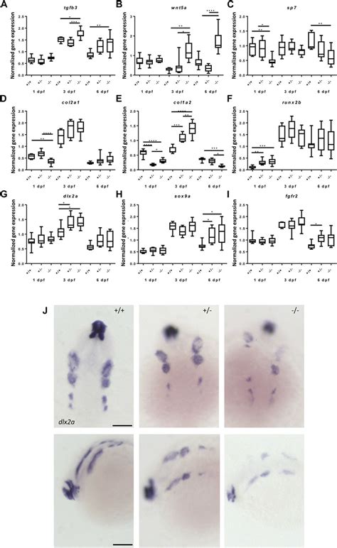 Frontiers Disruption Of The Foxe Gene In Zebrafish Reveals Conserved