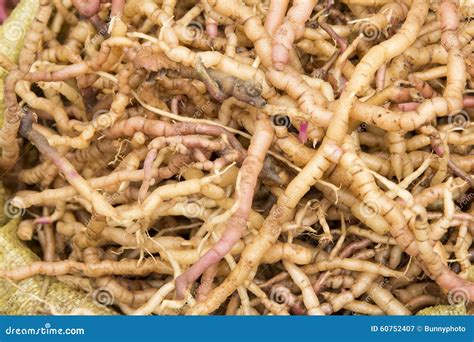 Pile Of Herb Roots Stock Image Image Of Roots Herb 60752407