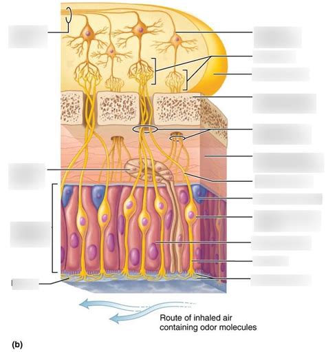 Nose smell Diagram | Quizlet