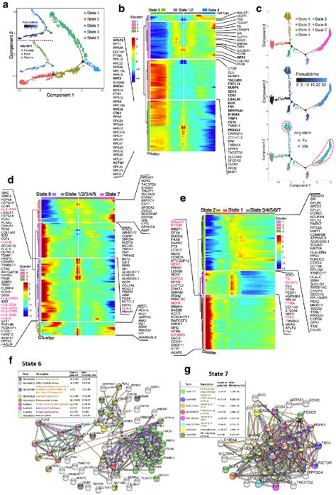 Life Process And Differentiation Of Malignant Cells In Male And Female