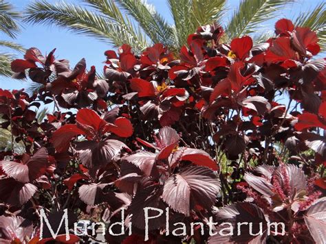 Acalypha Wilkesiana Moorea Mundi Plantarum