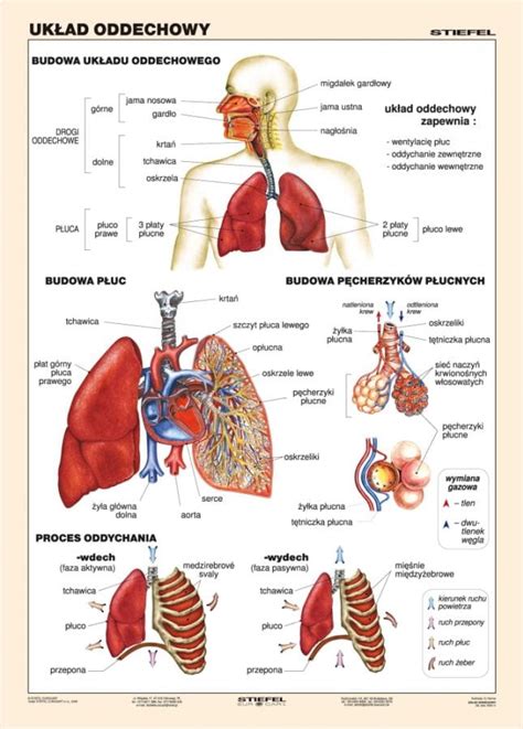 Układ oddechowy człowieka Sklep internetowy Edulex