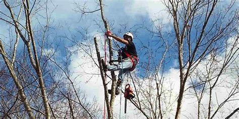 5 Proper Pruning Techniques & Safety Tips From Experts